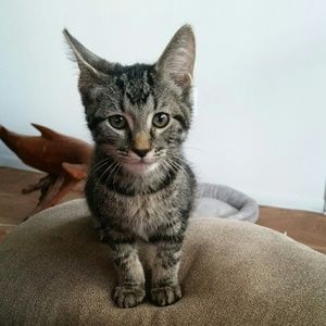 Meet your Posher, Leslie